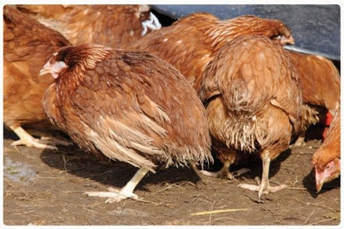 Gà Bị Khô Chân Teo Lườn Nguy Hiểm Không? Cách Chữa Trị Hiệu Quả