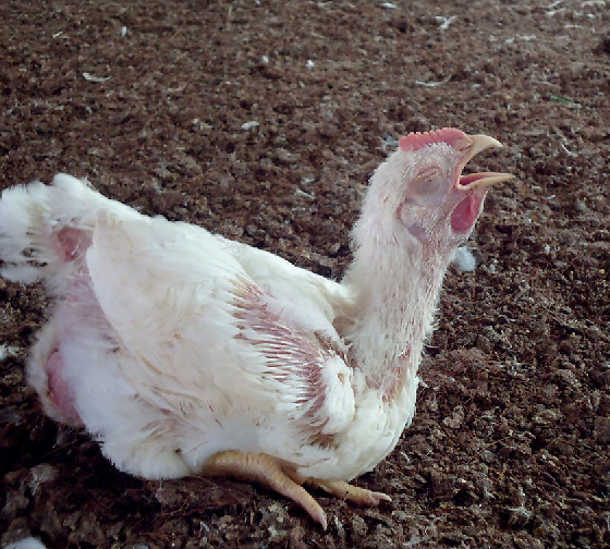 Nhận biết bệnh viêm khí quản truyền nhiễm trên Gà - ILT - CNC