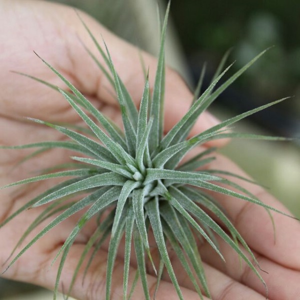 Cây không khí: Đặc điểm, hình ảnh, ý nghĩa và cách trồng tốt nhất