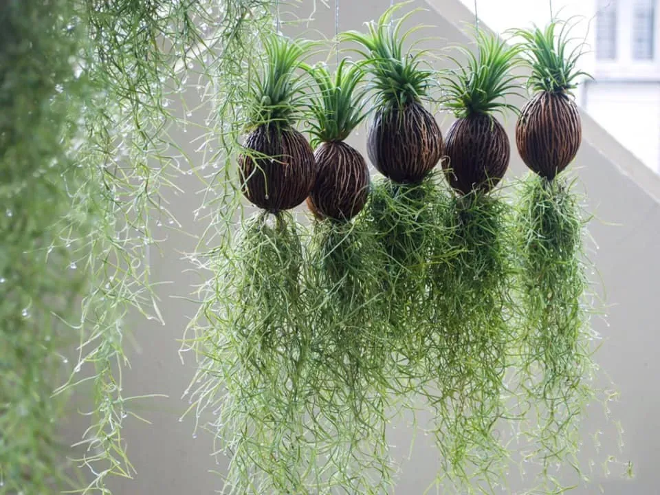 Cây không khí: Ý nghĩa, giá thành và cách bố trí cho nội ngoại thất