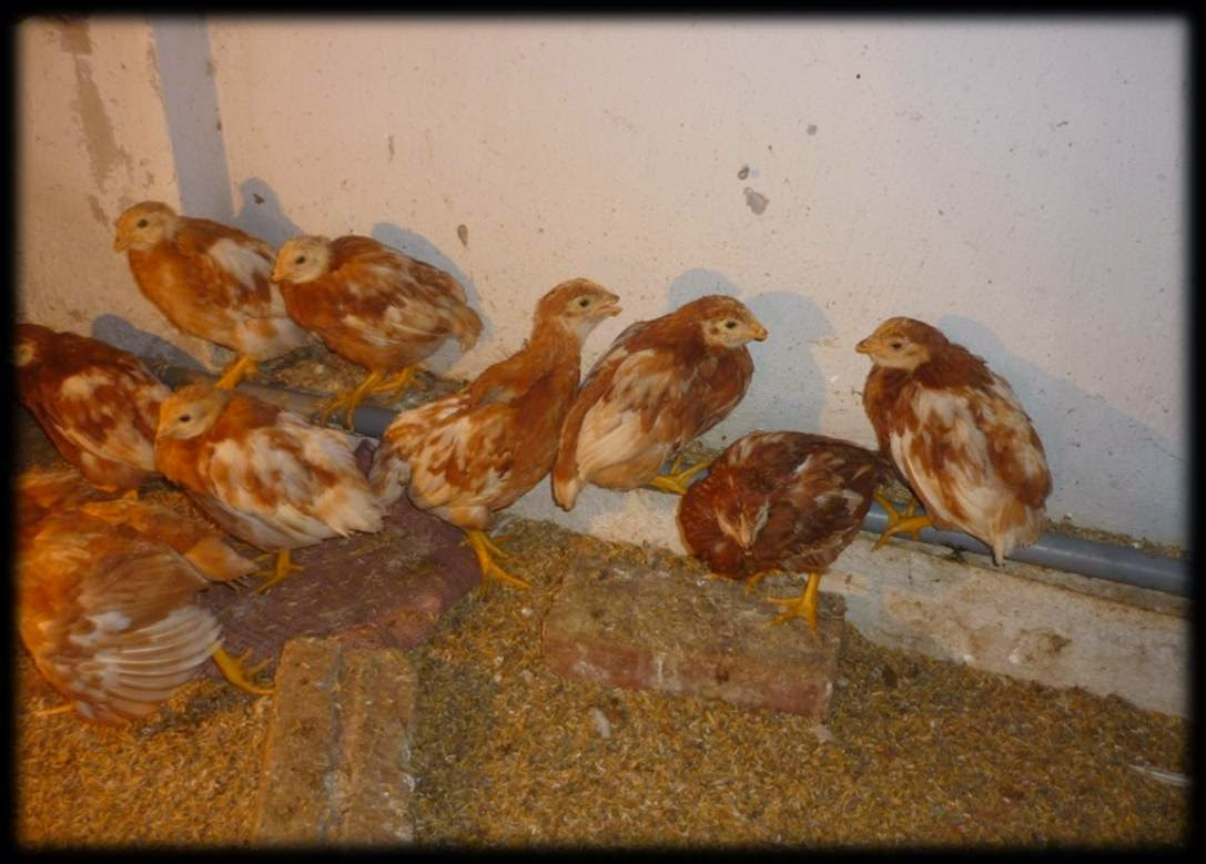 Tìm hiểu bệnh viêm phế quản truyền nhiễm ở gà và cách điều trị - Cẩm nang nuôi trồng sinh vật cảnh