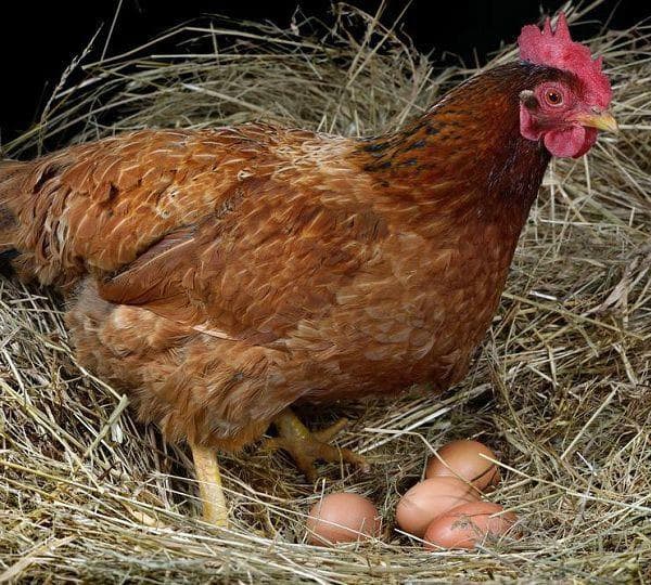 Biện pháp phòng tránh hội chứng giảm đẻ trên gà