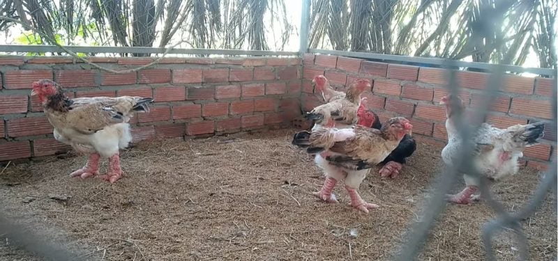 Kỹ thuật nuôi gà Đông Tảo sinh sản thu nhập cao