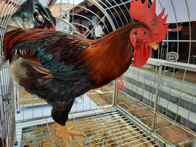 Trọng lượng gà Mía trưởng thành đạt hiệu quả kinh tế cao