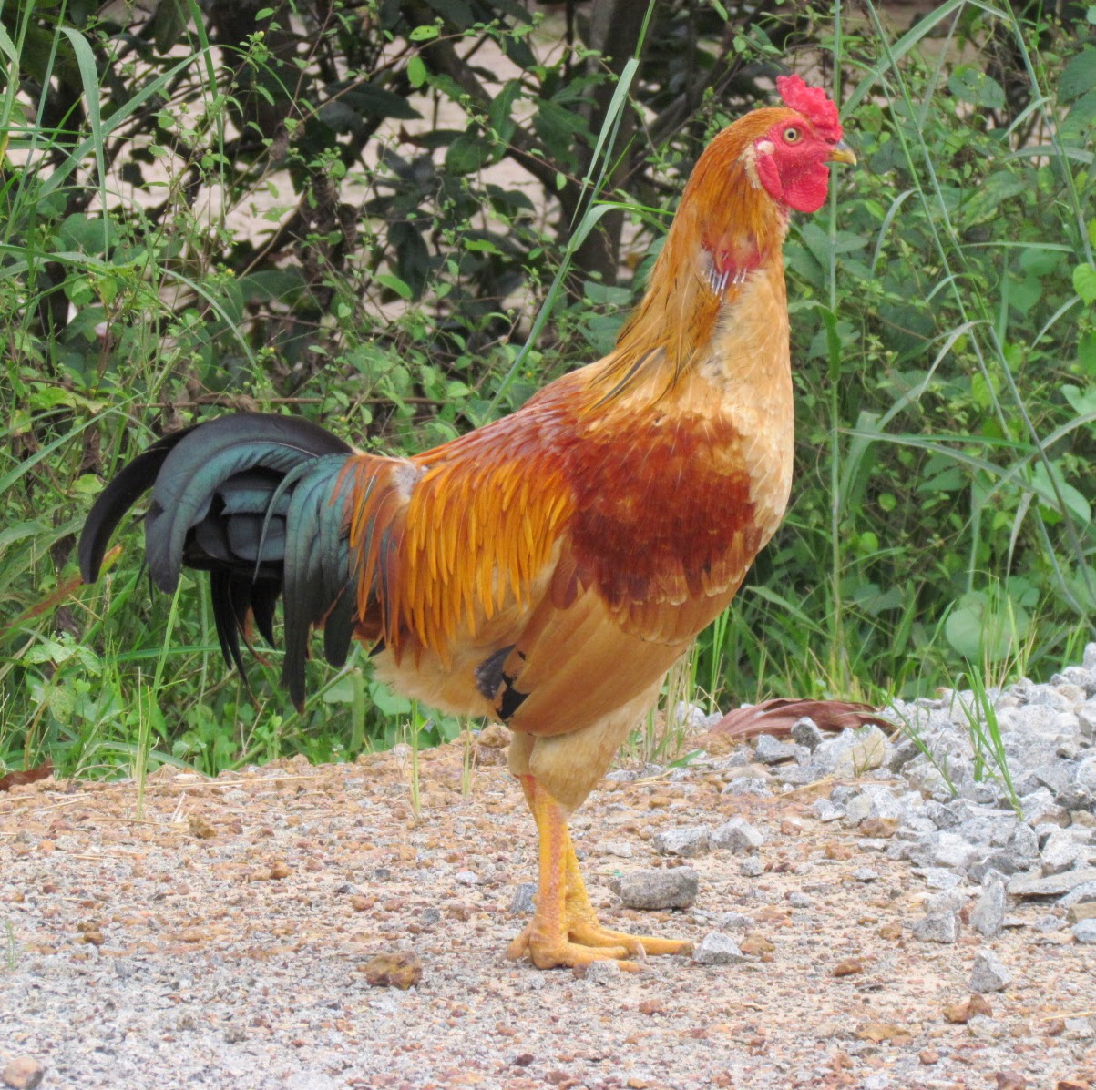 Giống gà Mía lai Lương Phượng cho năng suất thịt cao