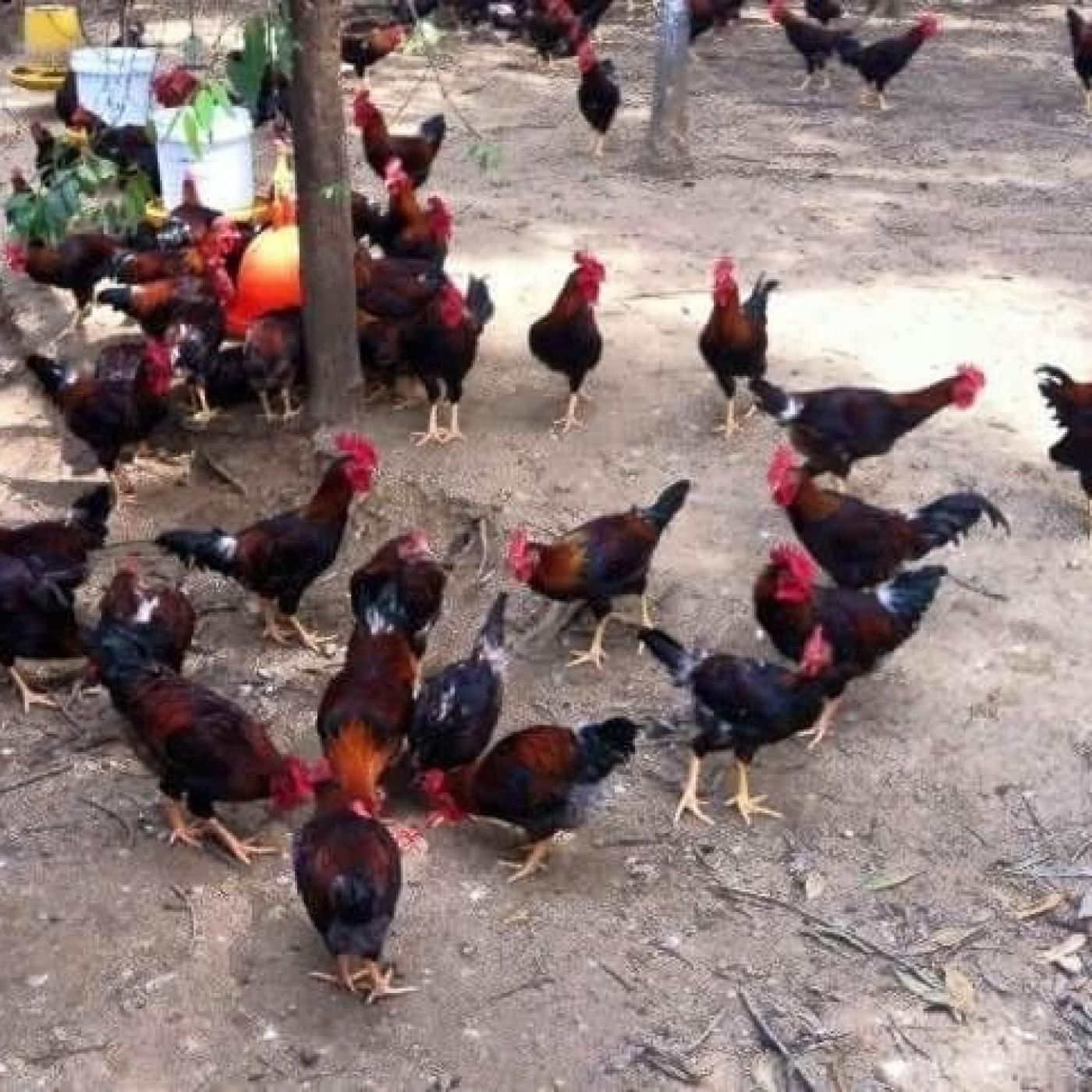 Gà Mía lai Sơn Tây nuôi thả vườn đặc sản xứ Đoài