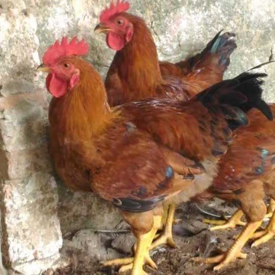 Gà Mía là gà gì? Đặc điểm hình dáng và chất lượng thịt gà tiến vua